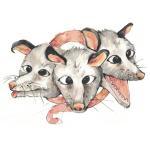 Opossums - s/t LP 